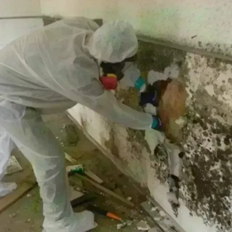 Mold Remediation and Removal in North Berwick, ME